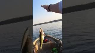 Berkley Stunna first cast magic arkansas kayakbassfishing [upl. by Kaylee]