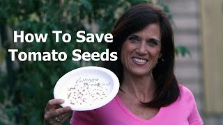 How to Save Tomato Seeds [upl. by Ellen]