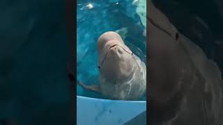 It’s time to eat Beluga whale eats fish Little fish in Hutan [upl. by Itsrik]