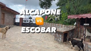 ALCAPONE 🆚 ESCOBAR [upl. by Sharona]