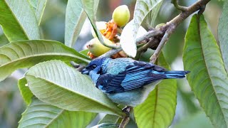 Birds of Mexico [upl. by Heck]