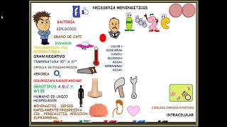 MENINGOCOCO Neisseria Meningitidis [upl. by Nelg860]