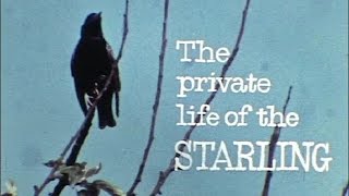 The Private Life of the Starling [upl. by Yamauchi193]