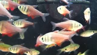 Fish Relaxation Scene  Real Live Fish Swimming to thier delight [upl. by Adnorahc702]