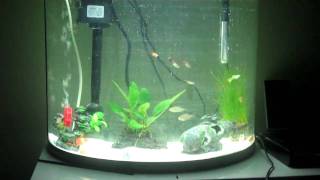 Jebo R760 62 liter tropical aquarium setup with blue ram [upl. by Kerrill]