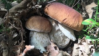 Boletus Edulis amp Boletus Reticulatus amp Boletus Pinicola [upl. by Hanimay]