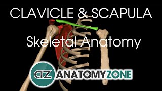 Clavicle and Scapula  Shoulder Girdle  Anatomy Tutorial [upl. by Arlo]