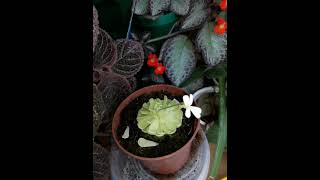 Episcia pinguicula flowers plants episcia pinguicula [upl. by Hersh]