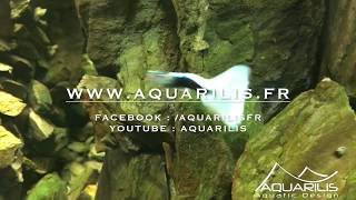 Poisson daquarium  Silfra ambiance  Guppys [upl. by Eirellam881]