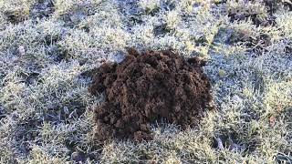 Timelapse of European mole hill appearing on lawn with Robin landing nearby [upl. by Odracir]