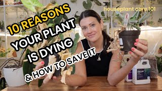 10 REASONS Your Plant Is DYING amp How To SAVE Your Plant  Houseplant Care 101  Indoor Plant Care [upl. by Aikaz709]