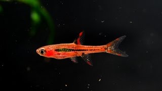 The Chili Rasbora Boraras brigittae Species Spotlight [upl. by Annayak49]