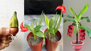 UNIQUE BANANA PROPAGATION TECHNIQUE stimulates strong plant growth thanks to super fast method [upl. by Aduhey]