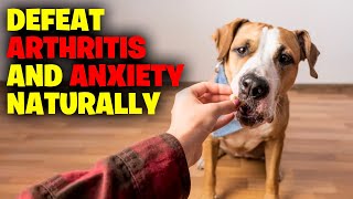 Defeating Arthritis and Anxiety Naturally With CBD Dog Treats [upl. by Cece352]