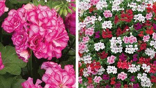 How to Plant Trailing Geraniums Hanging Basket Guide [upl. by Willi]