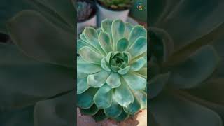 Beautiful Succulents for Fall and Winter Color succulents shorts [upl. by Nalyd]