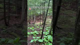 Beautiful ForestWalk hiking naturelovers nature calm adventure viralvideo naturewalk [upl. by Airual]