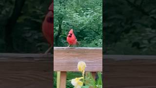 Jasper cardinalbird birdspotting mybackyardbirding birdersnatualbeauty [upl. by Saunders383]