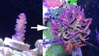 2 years of SPS and Acropora coral growth [upl. by Lauer]