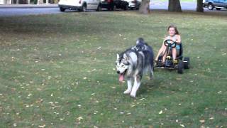 Alaskan Malamute pulling [upl. by Atul592]