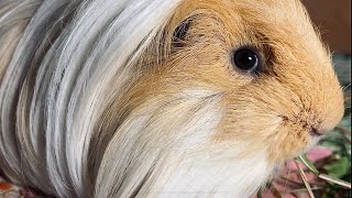 Delicious dinner at Maxs Silkie Guinea pig [upl. by Gonick]