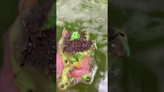 Person turns bathwater into a swamp with the Shrek bath bomb from Lush [upl. by Mckenna]