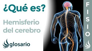 HEMISFERIO CEREBRAL  Qué es dónde se sitúa funciones y lesiones [upl. by Ennalorac]