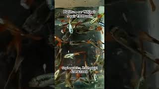 💥🔥Gopi Aquarium importedguppy guppy molly betafish kolathurfishes kolathuraquariumfish tetra [upl. by Evadnee]