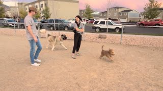 Pixie Plays at American Fork Dog Park on Sept 20 2024  Caucasian Ovcharka Dog  Caucasian Shepherd [upl. by Bernarr167]