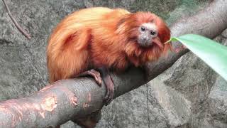 06 Save the Golden Lion Tamarin [upl. by Kathy]