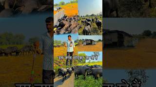 Apni Bhains Lekar Gaye Kisi Aur Jagah minivlog minivlogs hindivlog [upl. by Hughie]