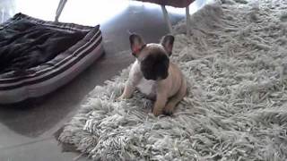 Franse Bulldog 8 weken oud [upl. by Roldan]