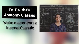 Anatomy of Internal Capsule by Dr Rajitha Vanga [upl. by Enilekcaj847]