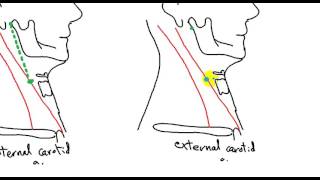 surface anatomy in neck DR SAMEH GHAZY [upl. by Shiller]