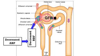 Renal Blood Flow [upl. by Elad]