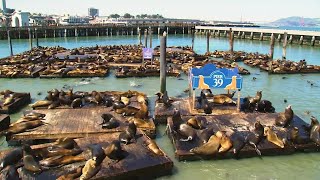 Record number of sea lions swarm San Francisco pier largest gathering in 15 years officials say [upl. by Jevon]