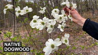 Native Dogwood Cornus florida  A Tree for YearRound Yard Interest [upl. by Aved480]