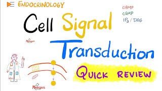 Cell Signal Transduction Biosignaling  Gprotein  Quick Review  Biochemistry and Physiology [upl. by Muldon]