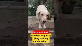 Labrador dog lucky  Dog barking sounds shorts [upl. by Ahseikan]