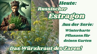 Russischer Estragon – Das Würzkraut des Zaren Winterhart gesund und voller Power [upl. by Zilef]