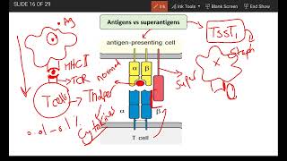 7 Antigens vs superantigens [upl. by Ecniv]