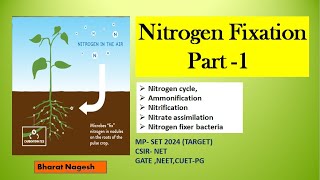 Nitrogen Fixation Nitrogen Cycle  Nitrification [upl. by Kram]