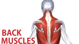 Back Muscles Anatomy  Trapezius Latissimus Rhomboid Anatomy [upl. by Arleta852]