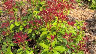 Pieris japonica cv Mountain Fire [upl. by Seuguh91]