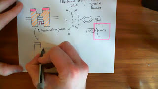 The Growth Factor Recptor and MAPK  ERK Pathway Part 1 [upl. by Cheney191]