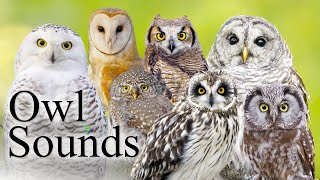 The Best Owl Sounds🦉 Different Types of North American Owls and Their Sounds🎶 [upl. by Okomot]