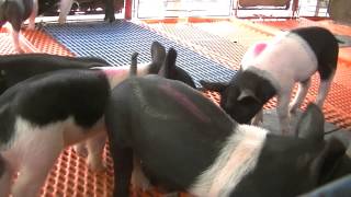 Volusia County fair pigs 2013 [upl. by Gagnon158]