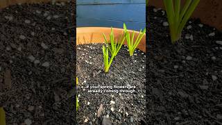 Spring Bulbs Care Early Growth amp Watering Tips 🌷 [upl. by Milburt721]