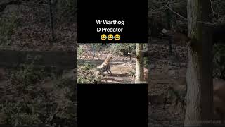 Mr Warthog Attack warthog kasongo [upl. by Atinaej261]