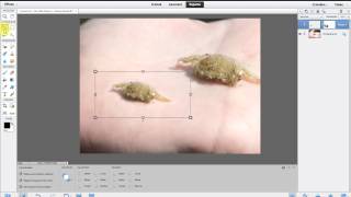 Adobe Photoshop Elements 12 » Freistellen mit Ebenenmaske [upl. by Parrish]